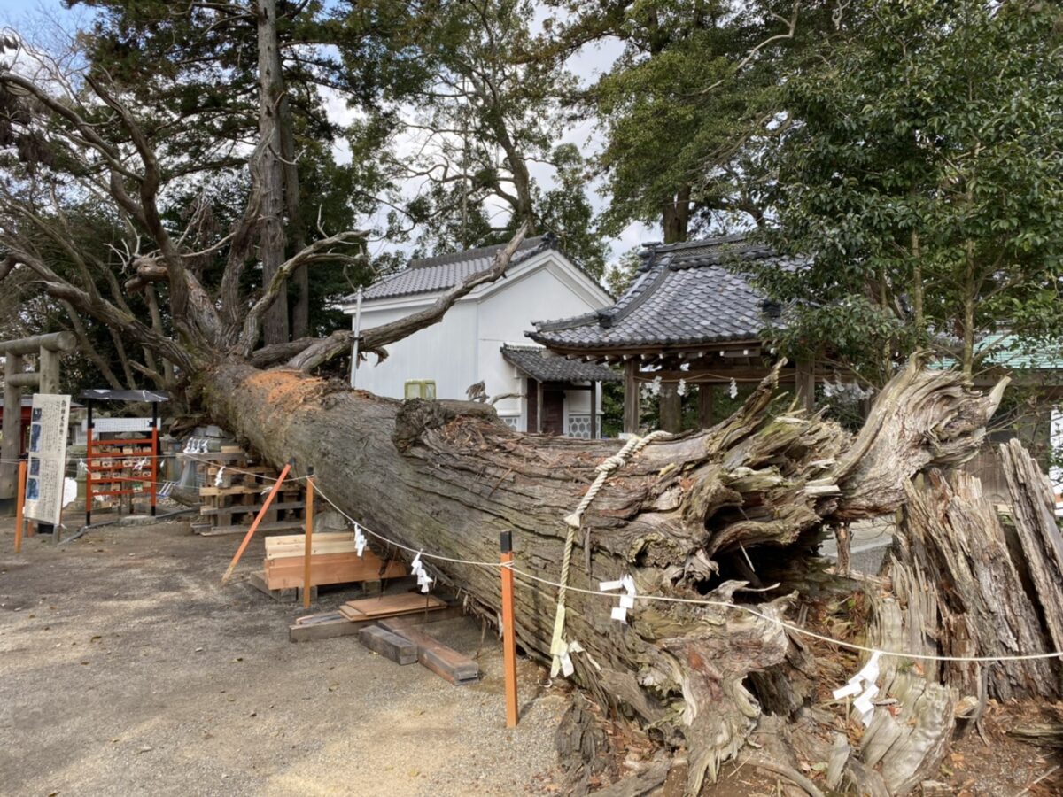 賀茂神社さまの御神木